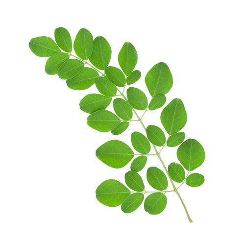 Fresh Organic Moringa Leaves