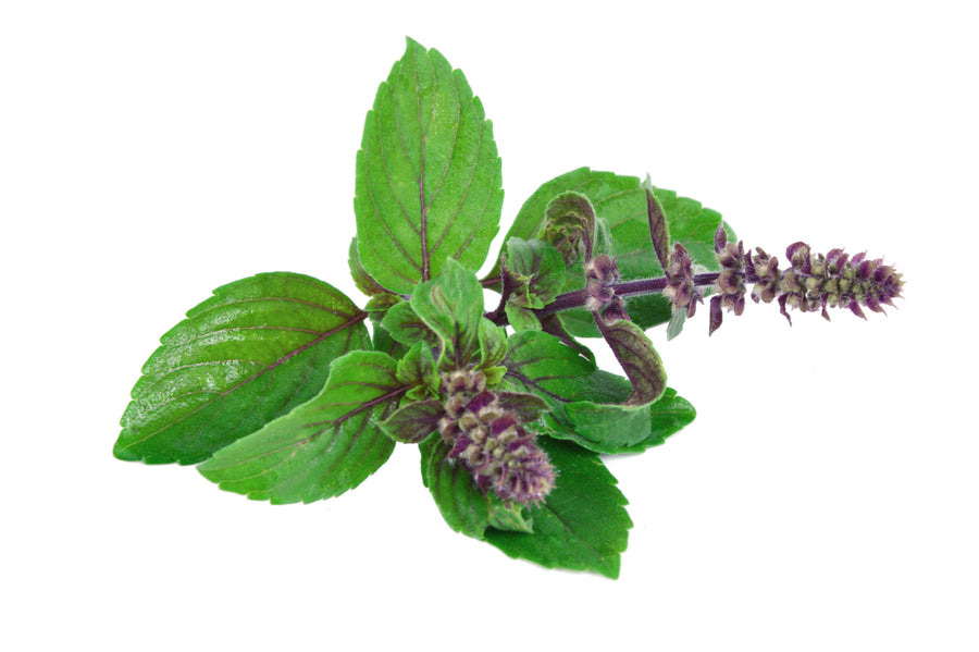 Fresh Holy Basil