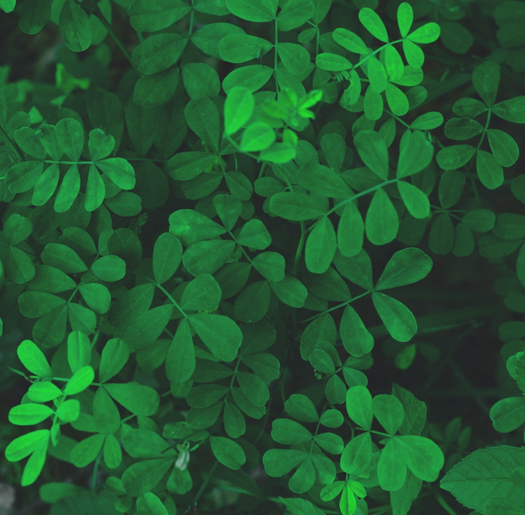 Moringa Oleifera Tree