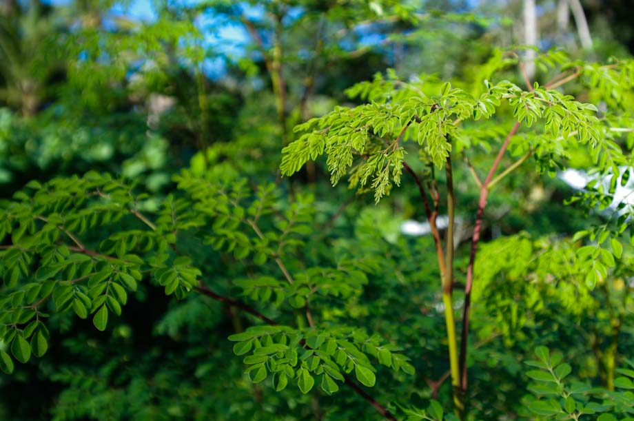 The Moringa Tree
