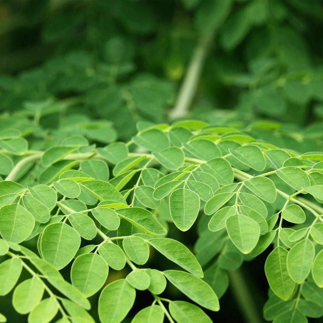 Moringa Plant